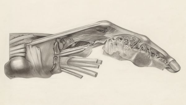 H.G Wetselaar, Muscular tissue of the index finger