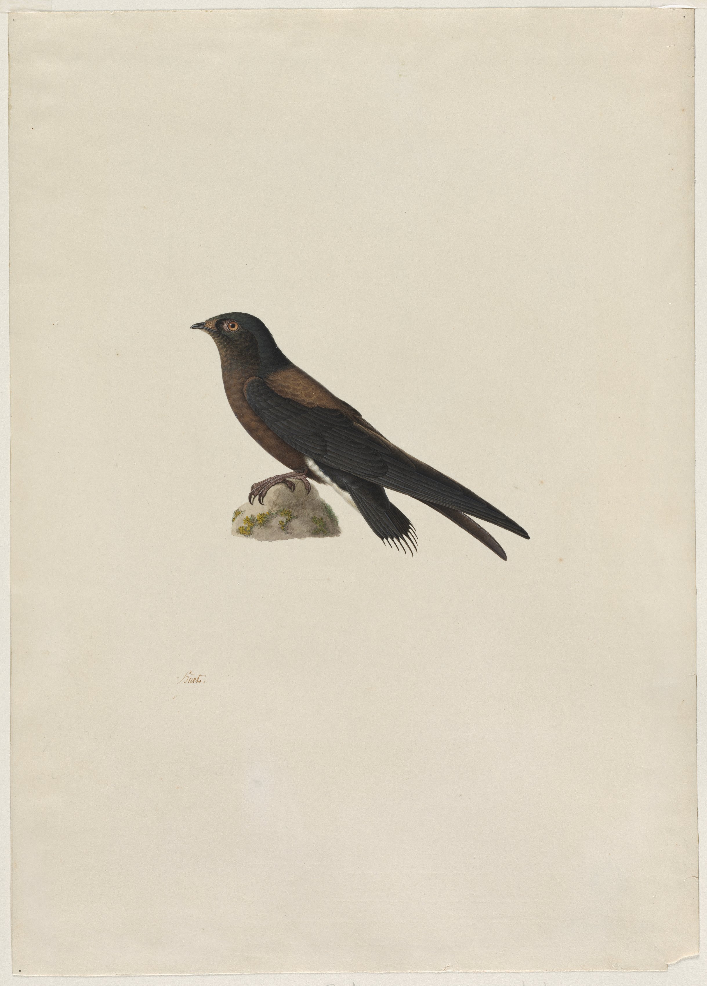 Paul Hüet, Needle-Tailed Swift (Hirundapus caudaculus)