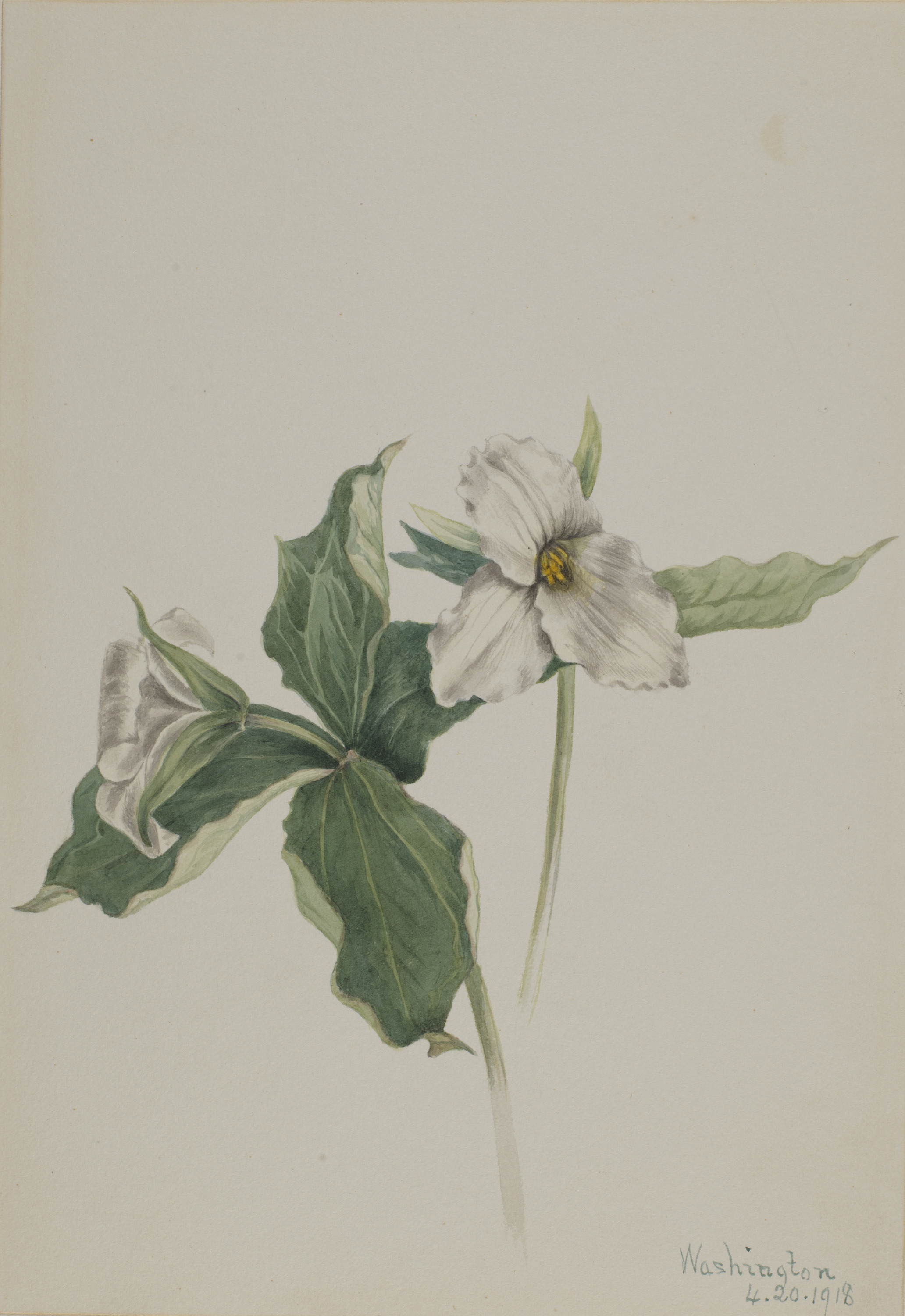 Mary Vaux Walcott, Wake-Robin (Trillium grandiflorum)