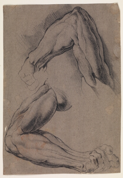 Willem Panneels, Anatomisk studie (écorché). To studier af en mands flåede, venstre arm