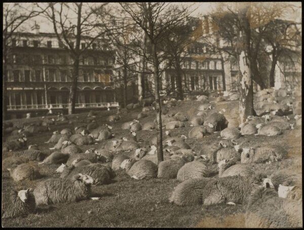 Hoppé, Emil Otto, Springtime in Green Park with Sheep