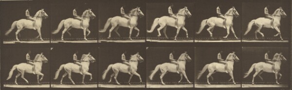 Eadweard J. Muybridge, Animal Locomotion