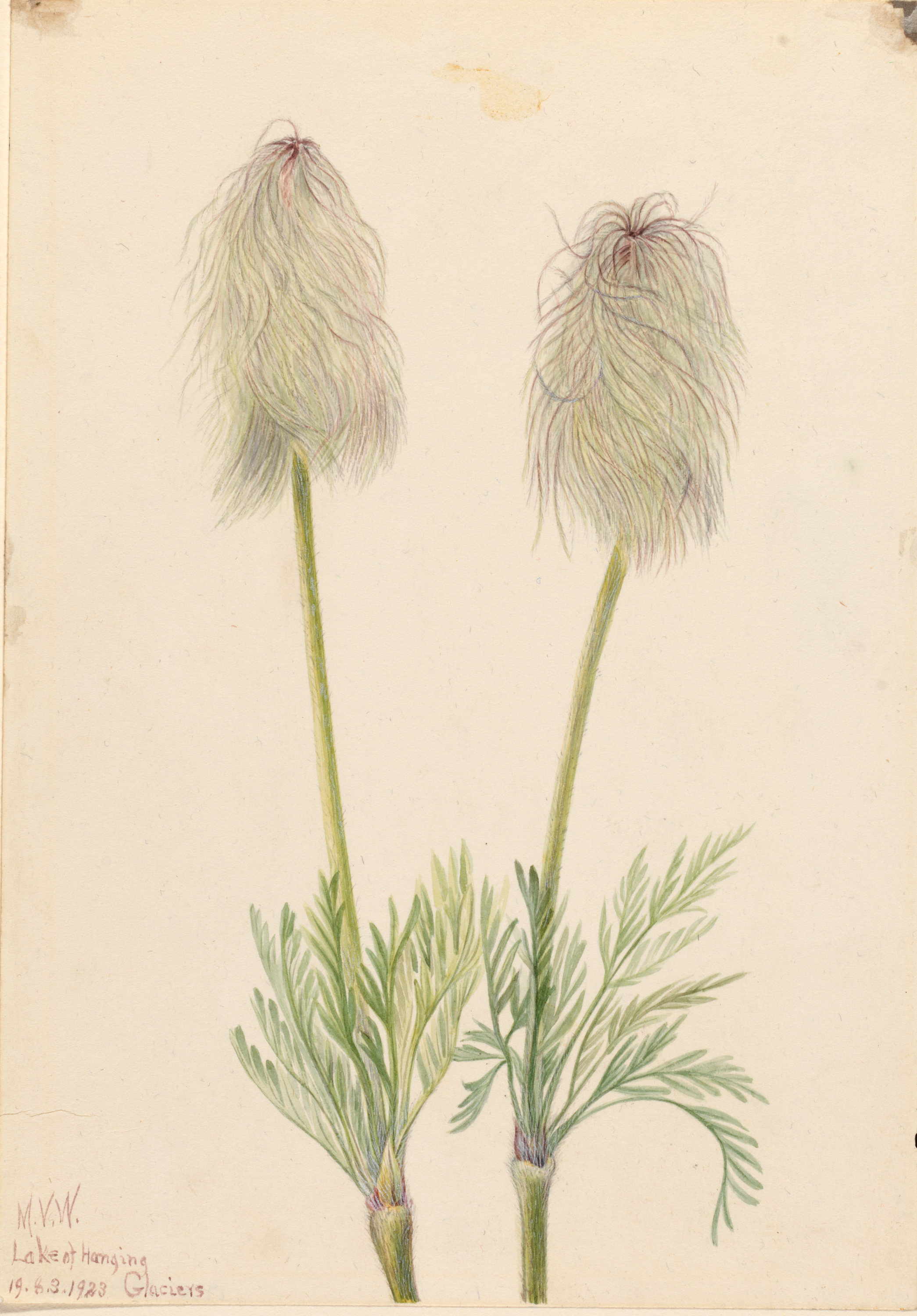 Mary Vaux Walcott, Plume Anemone (Pulsatilla occidentalis)