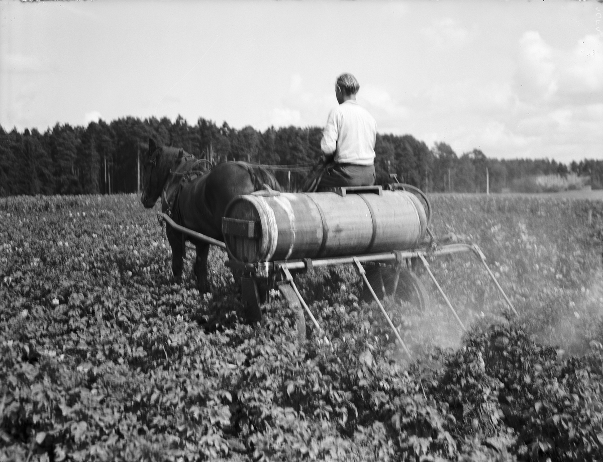 Paul Sandberg, "Potatisbladmöglet - en risk att se upp med", besprutning mot potatisbladmögel, Uppland 1942