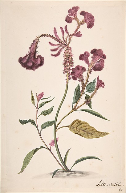 Alida Withoos, Study of a Crested Cockscomb (Celosia argentea cristata)