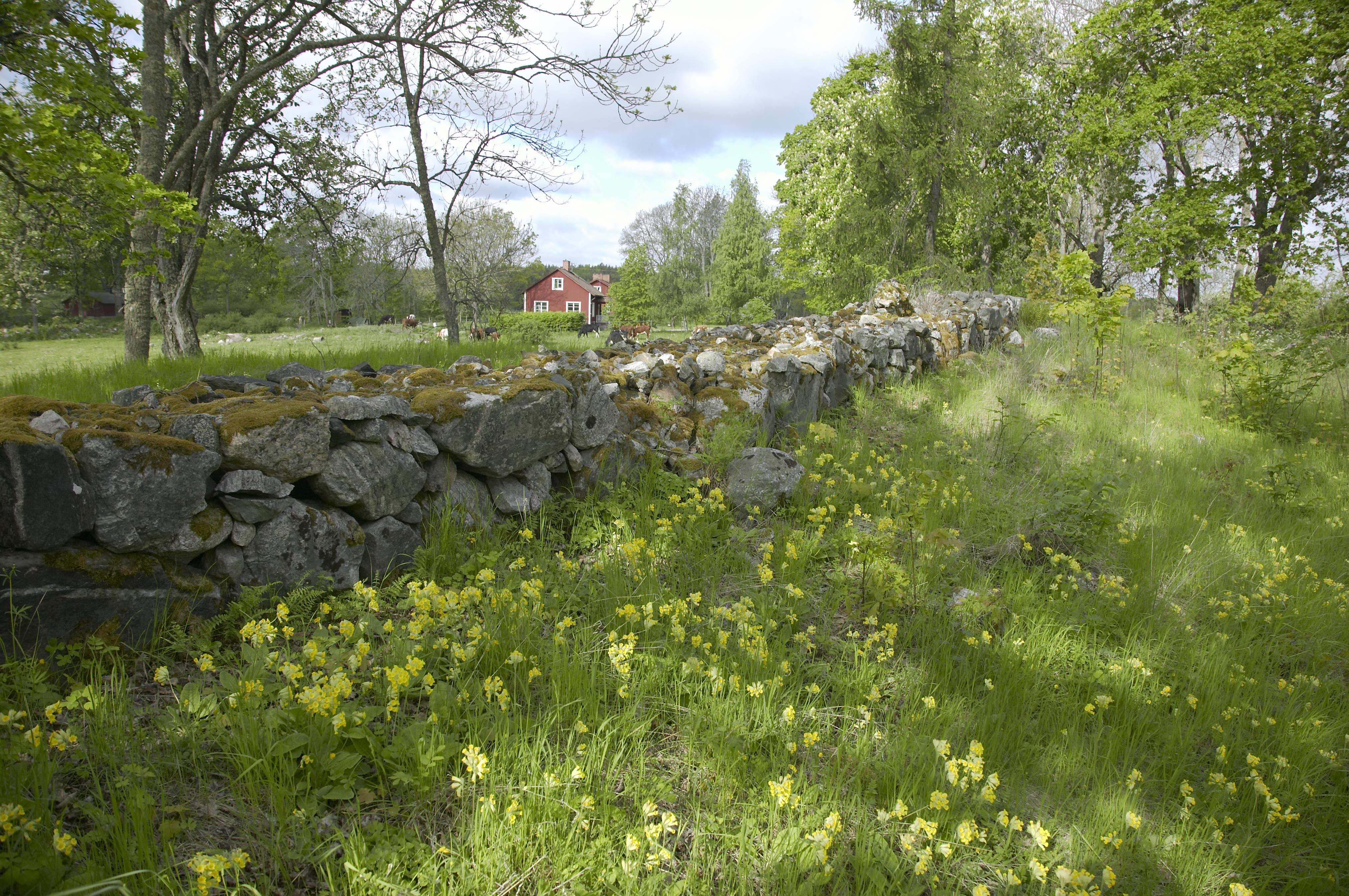 Bengt A Lundberg, Vårfruberga klosterruin