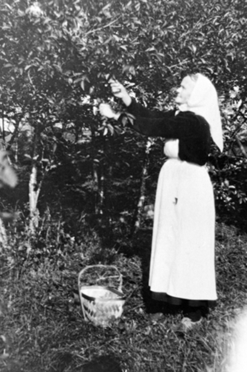 Anno Domkirkeodden, Bestemor Sigrid Sørbø (1862-1938) plukker kirsebær i Bakkom, Nes, Hedmark.