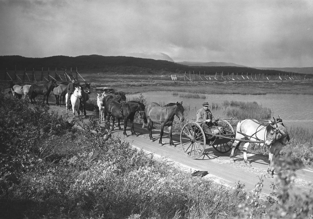 Anders Beer Wilse, Prot: Geilo Hestedrift