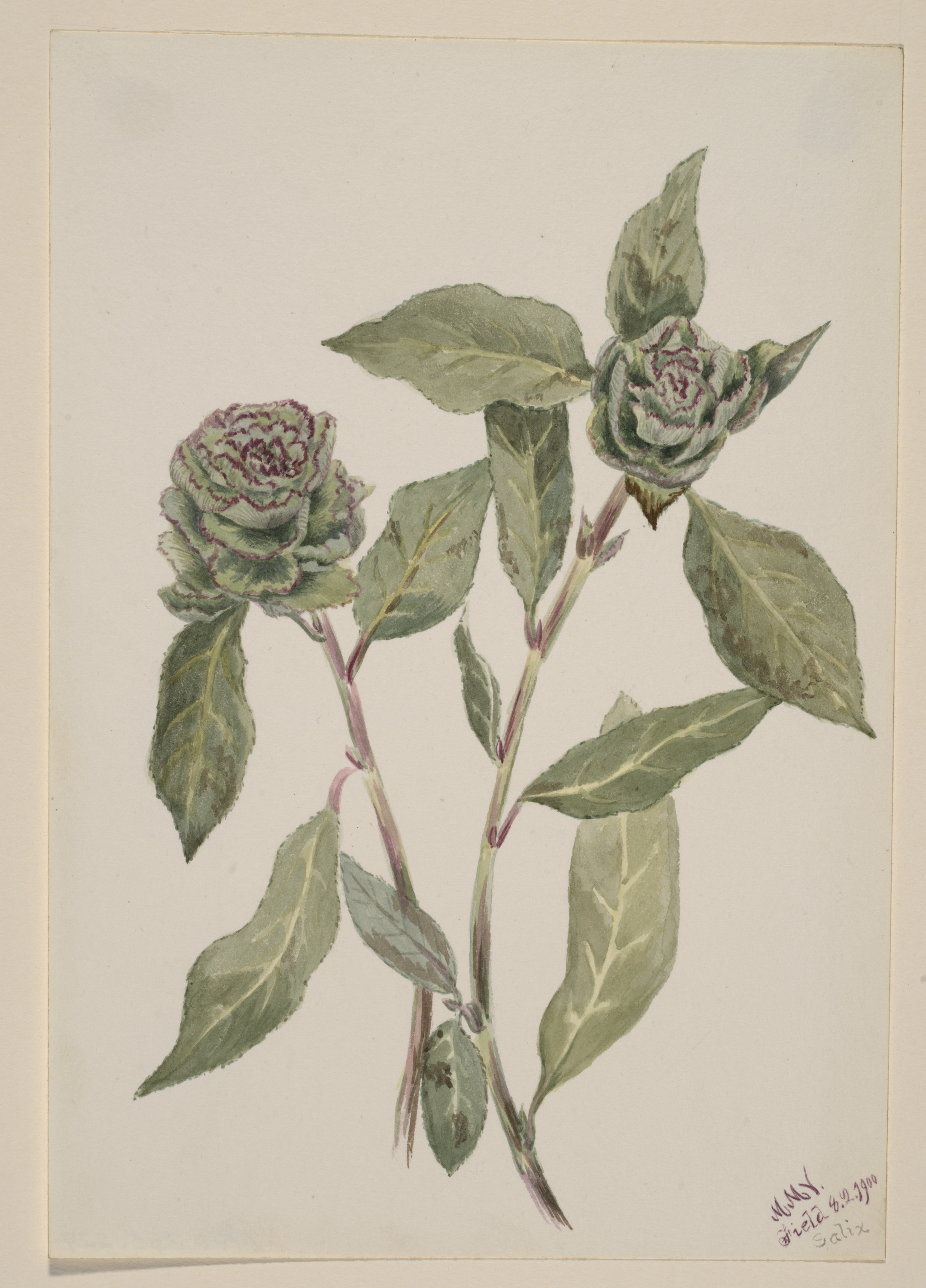 Mary Vaux Walcott, Willow (Salix)