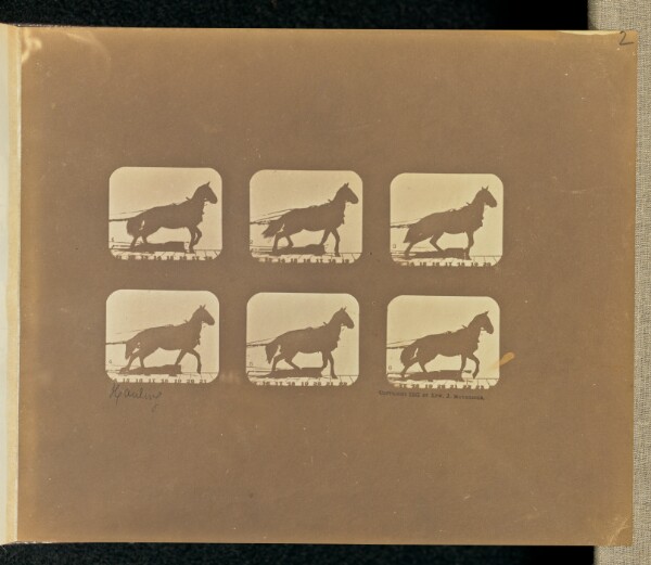 Eadweard J. Muybridge, Hauling