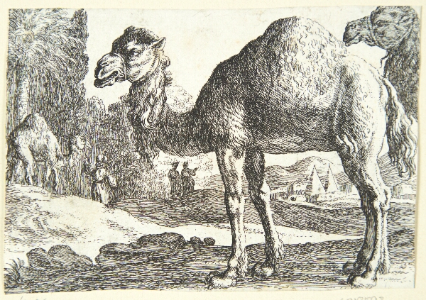 Herman van Swanevelt, Kameler