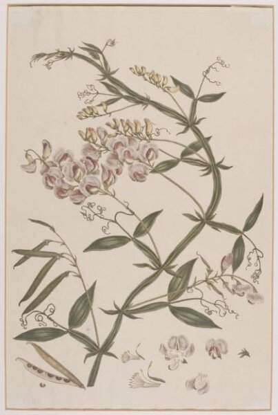 John Miller, Print