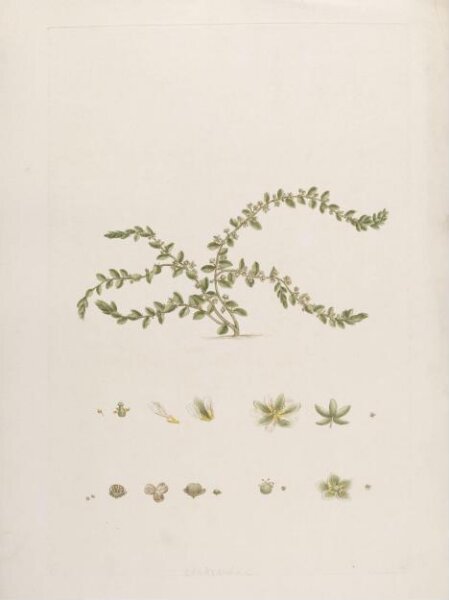John Miller, Print