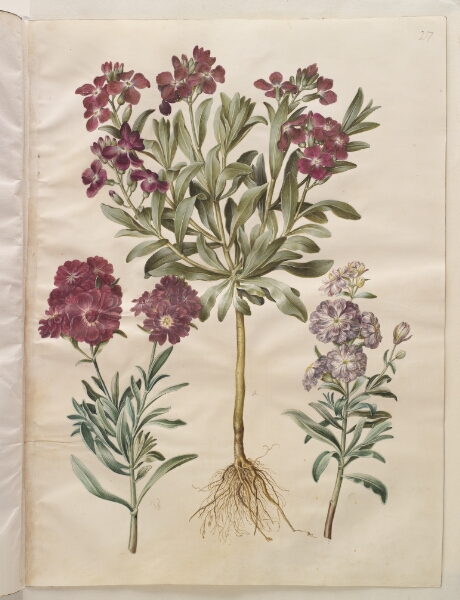 Hans Simon Holtzbecker, Matthiola incana (vinter-levkøj)