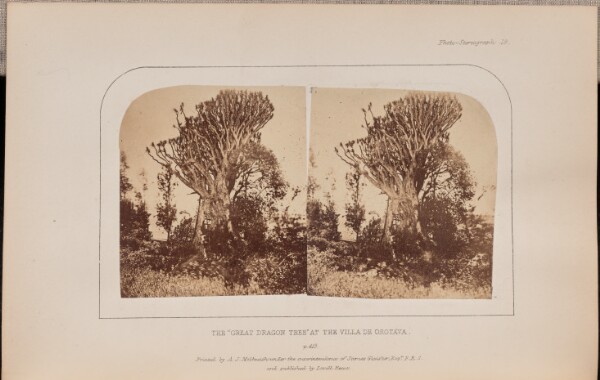 Charles Piazzi Smyth, The "Great Dragon Tree" at the Villa de Orotava