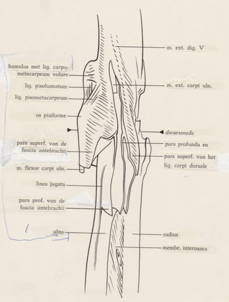 J Tinkelenberg, Schematic representation of the musculoskeletal system of the wrist