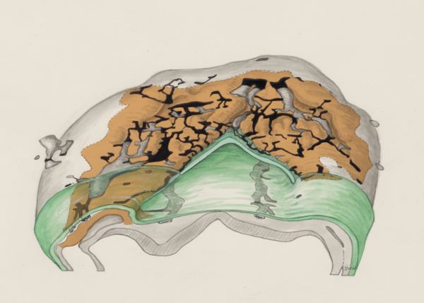 J Wetselaar-Whittaker, Four somites of a mouse