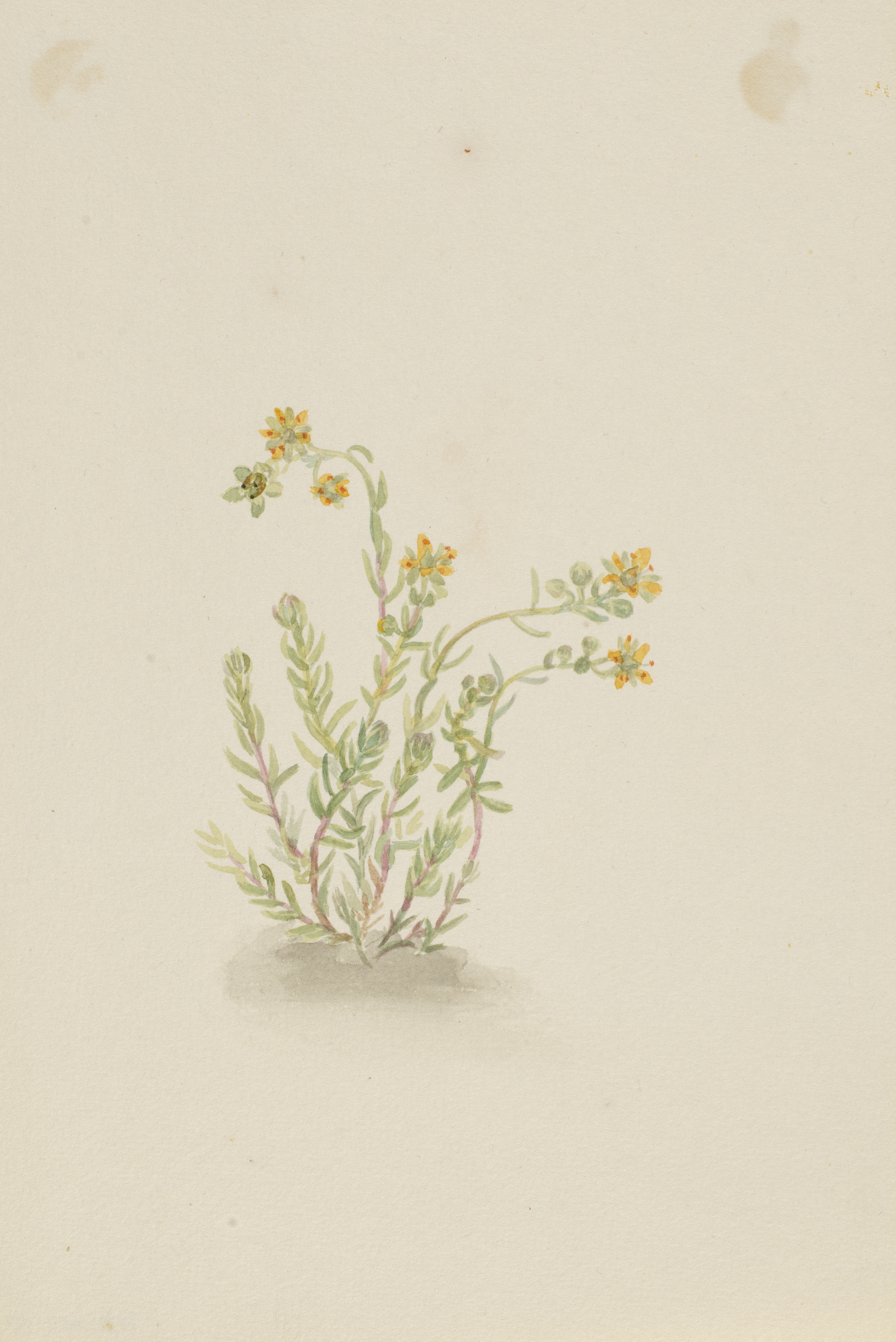 Mary Vaux Walcott, Sedum stenopetalum