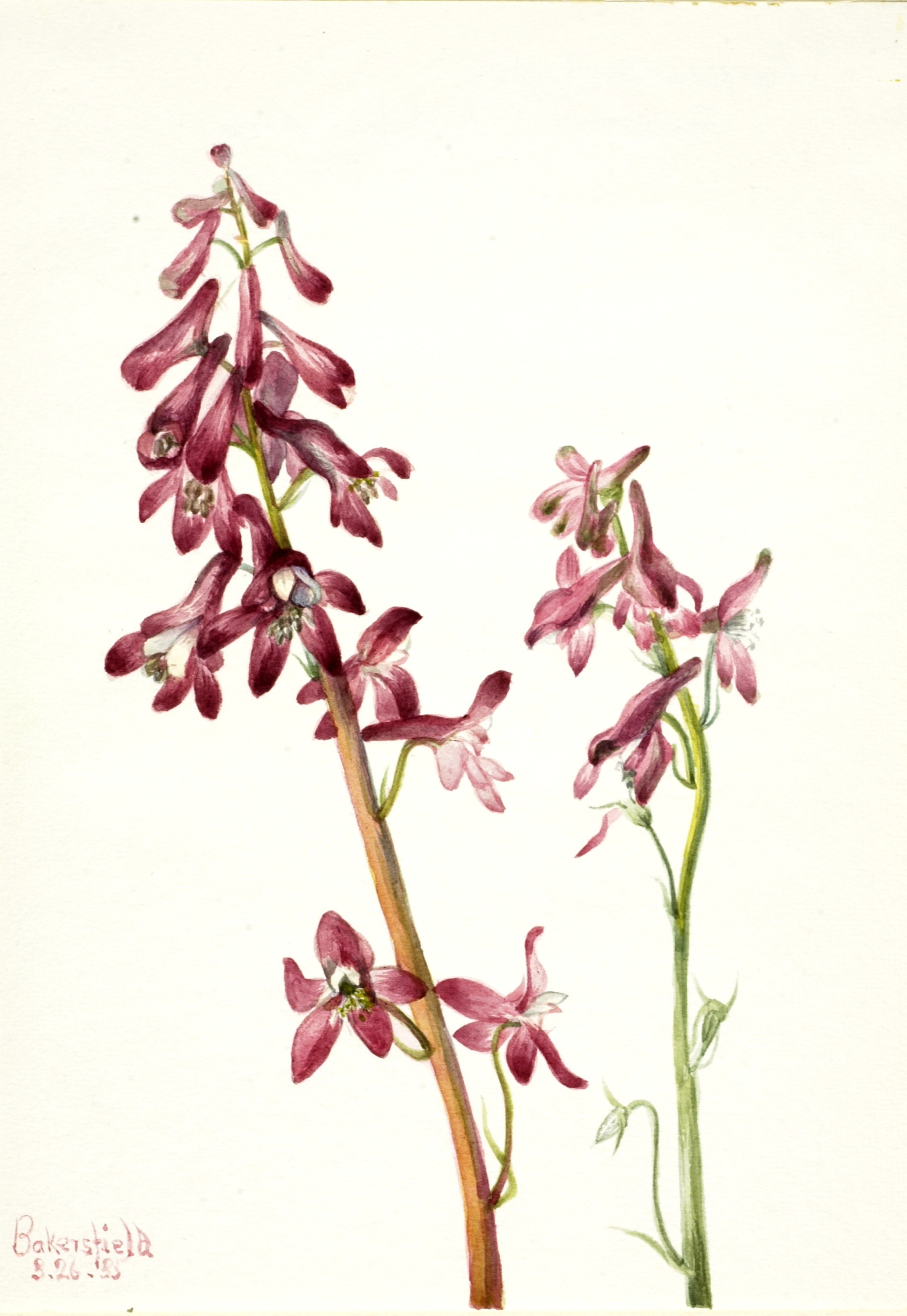 Mary Vaux Walcott, Red Larkspur (Delphinium nudicale)