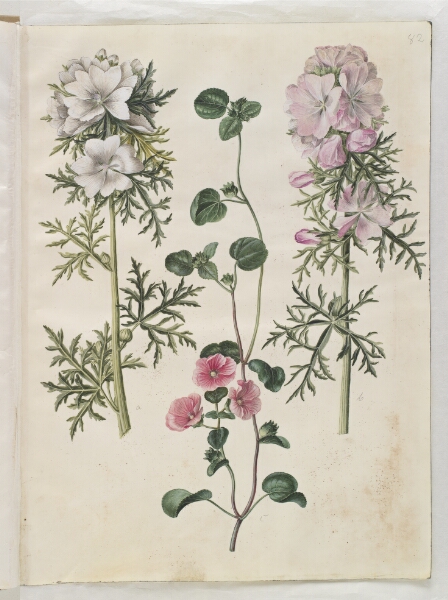 Hans Simon Holtzbecker, Malva moschata (moskus-katost); Malva eller Malope (art af katost eller malope)