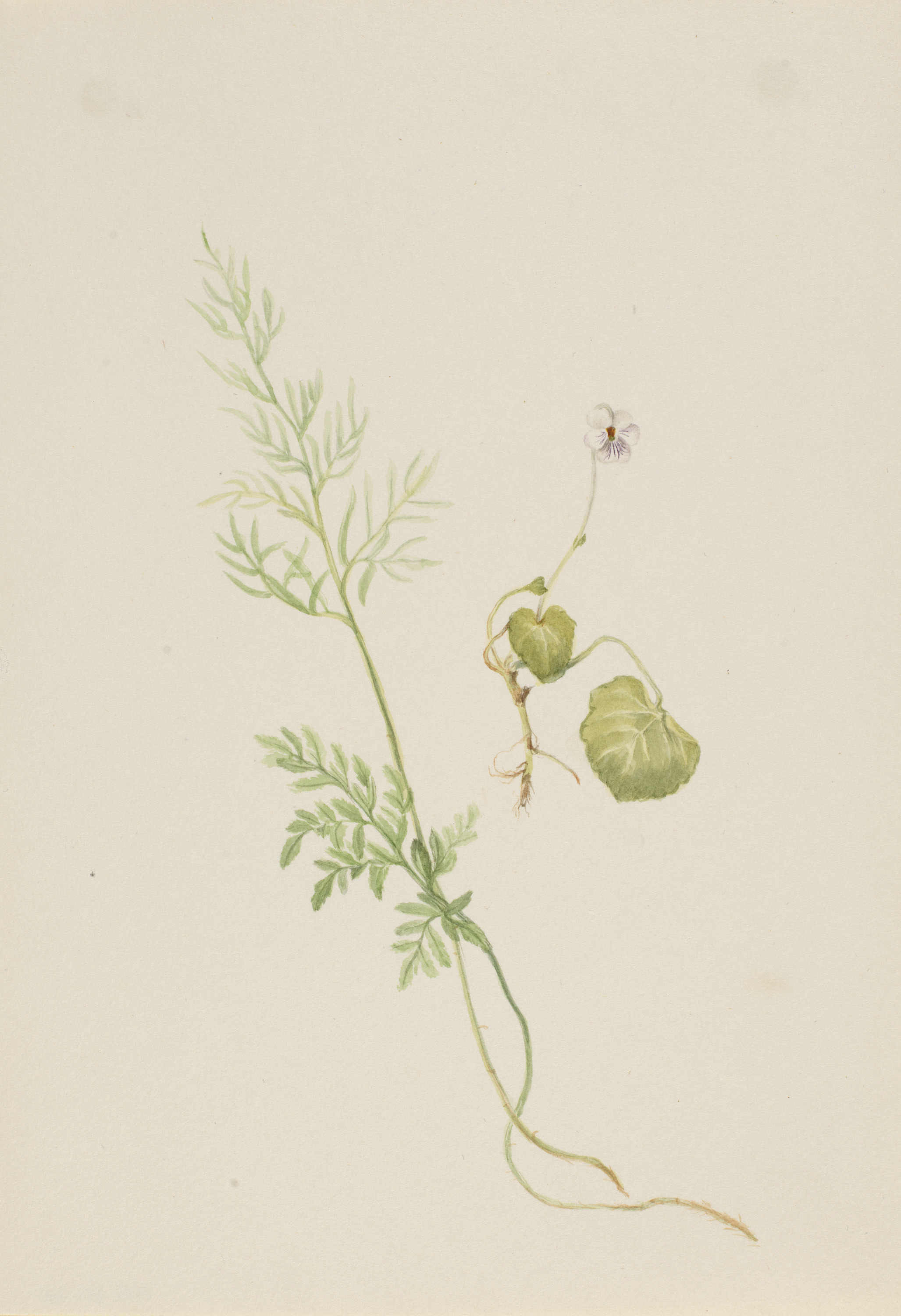 Mary Vaux Walcott, Viola palustris