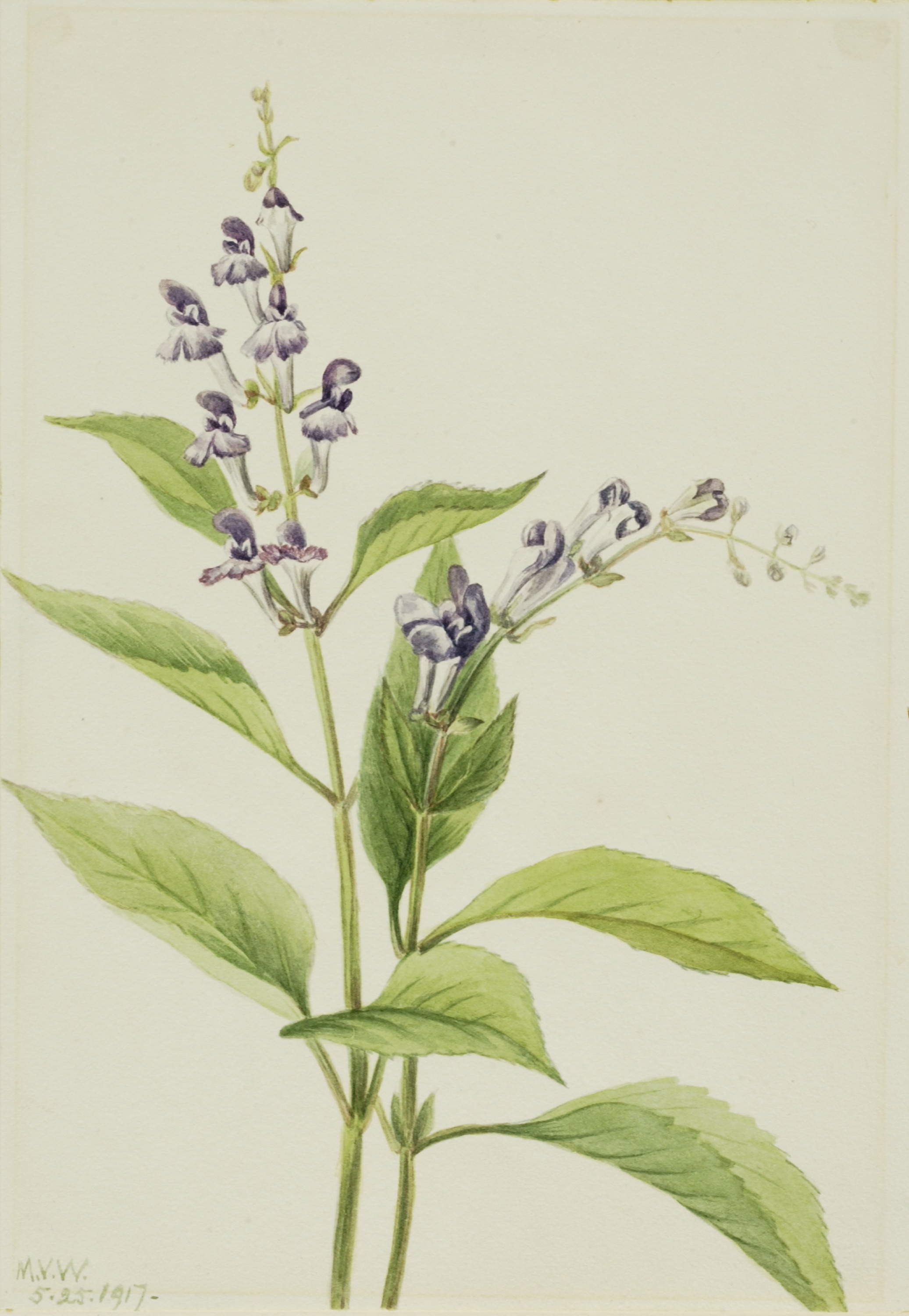 Mary Vaux Walcott, Wood Skullcap (Scutellaria serrata)