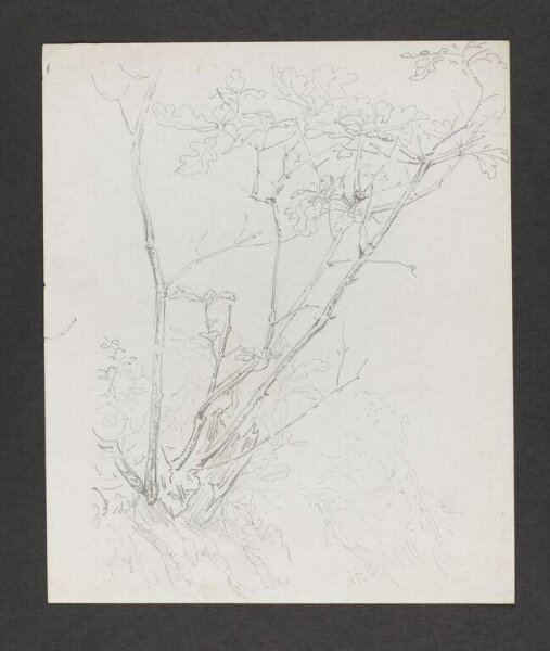 Potter, Beatrix, drawing