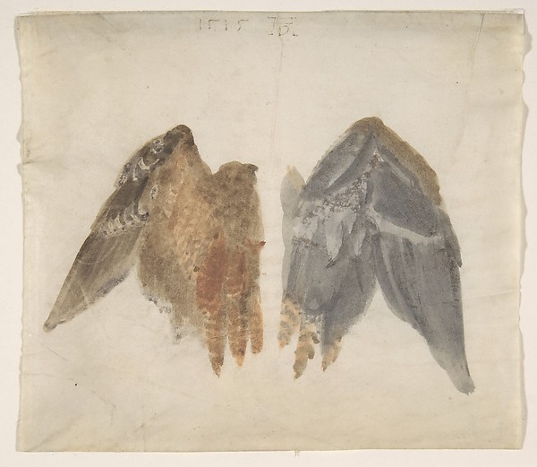 Albrecht Dürer, Bittern's Wings: study showing both sides