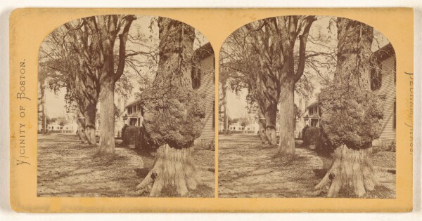 Unknown, Old Elm, Court Street. Dedham, Mass.