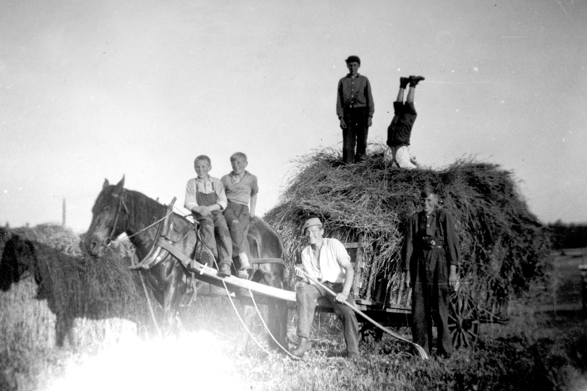 Anno Domkirkeodden, Dyri gard i Løten, slåttonn. Høyet kjøres inn. Hester, hestererdskap, høylass, onnefolk, ukjente.