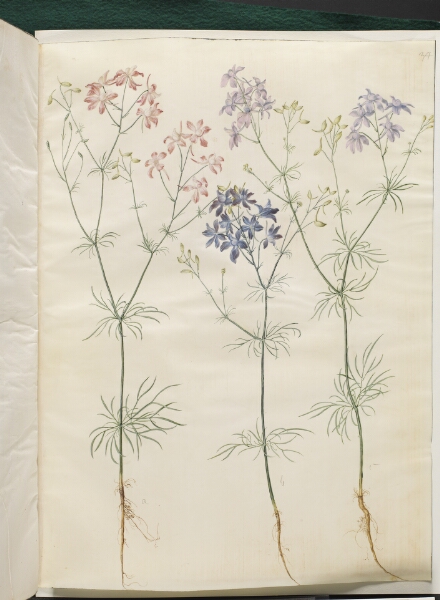 Hans Simon Holtzbecker, Consolida regalis (korn-ridderspore)