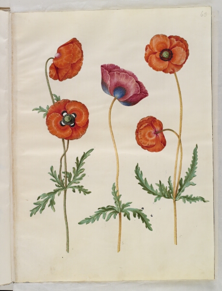 Hans Simon Holtzbecker, Papaver rhoeas (korn-valmue)