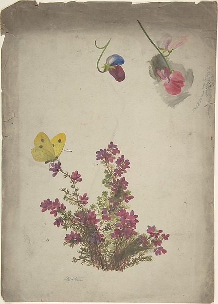 Anonymous, British, 19th century, Heather, Sweet Peas and Butterfly
