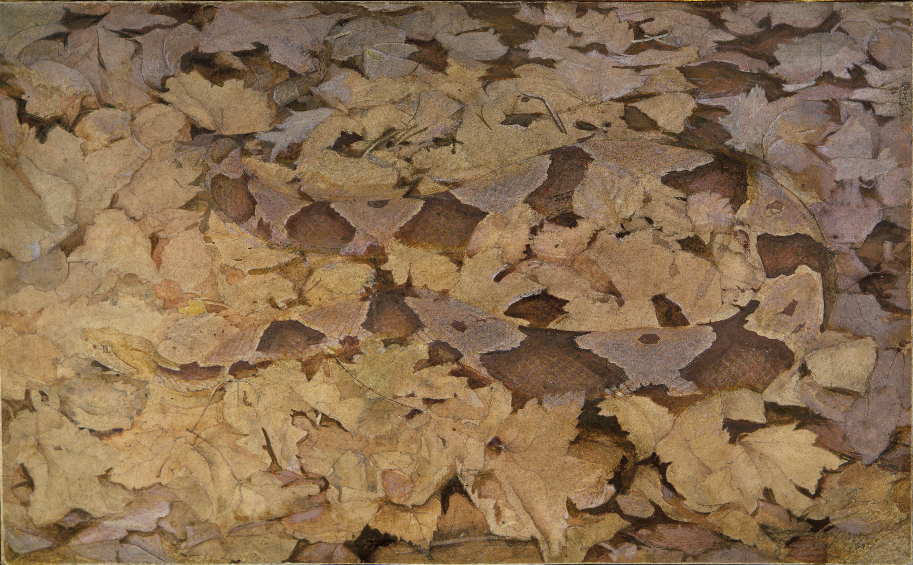 Abbott Handerson Thayer, Copperhead Snake on Dead Leaves, study for book Concealing Coloration in the Animal Kingdom