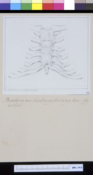 M. Houtman, Animals: ape, sternum