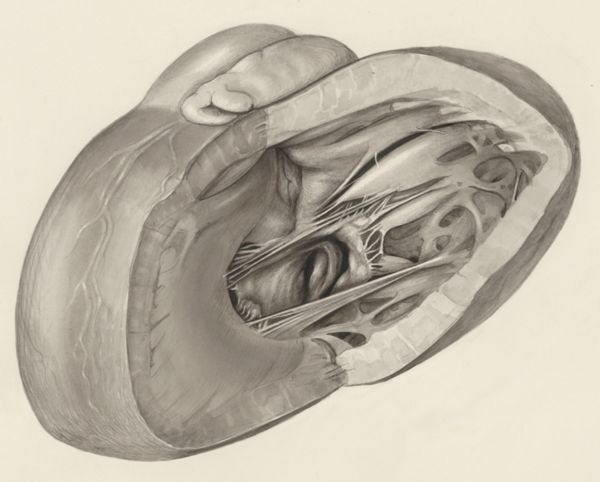 H.G Wetselaar, Heart