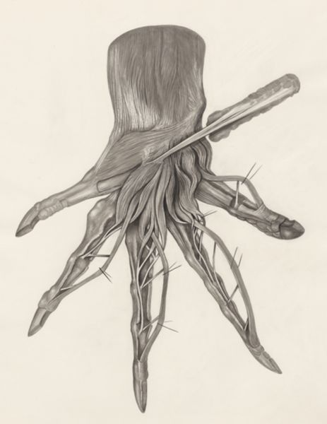 H.G Wetselaar, Muscular tissue of a lizards upper extremities