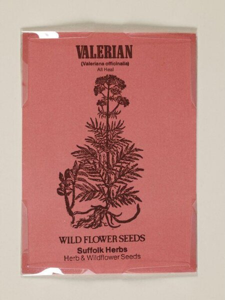 Unknown, Valerian (Valeriana officinalis). All Heal.