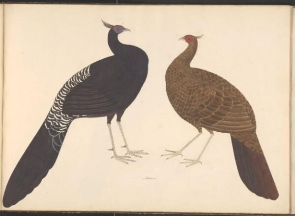 Unknown, Pair of black-breasted kalij pheasants