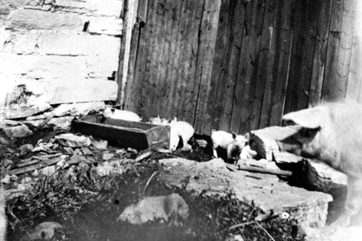 Anno Domkirkeodden, Grispurke med unger i kvea på Hoelstad, Nes, Hedmark.