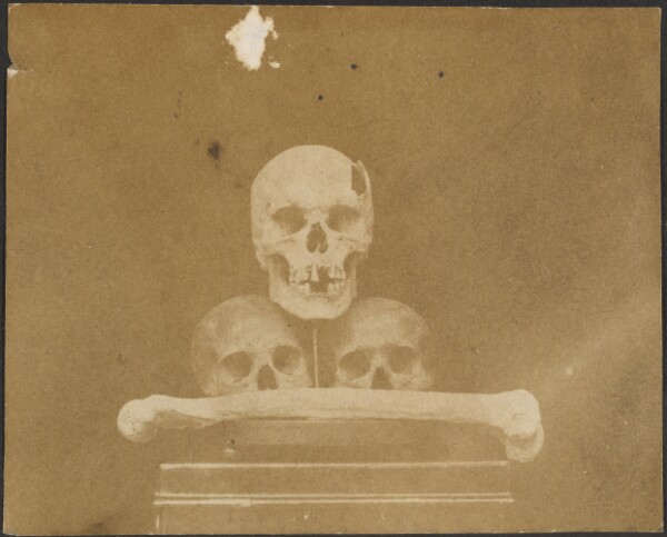 Unknown, [Still Life with Skulls and Bone]