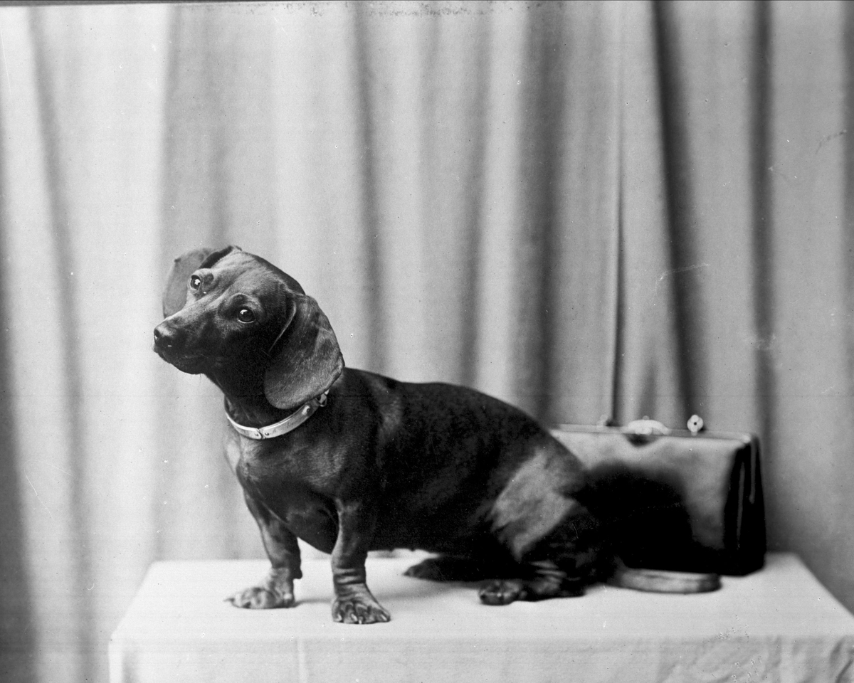 Gustav Borgen, Avfotografering. Portrett, dachshund på et bord.
