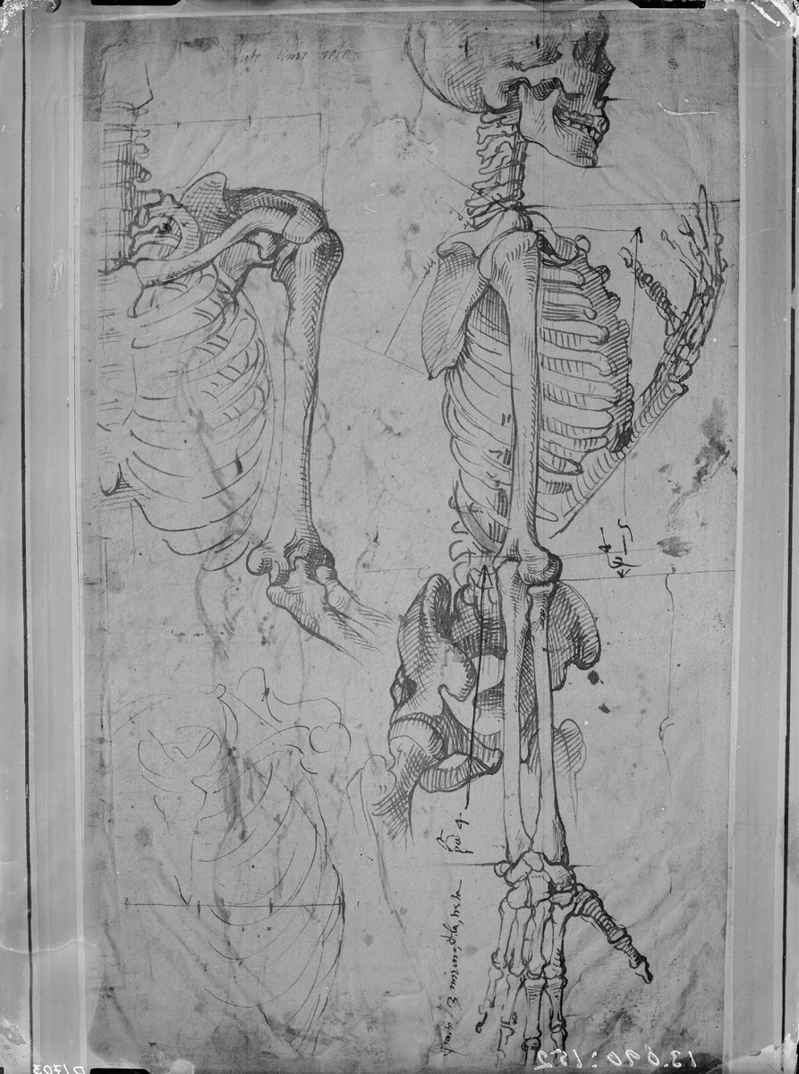 Carl Curman, Konst-Anatomi Michel Angelo. Original finns på National Museum. Typer av Leonardo da Vinci.