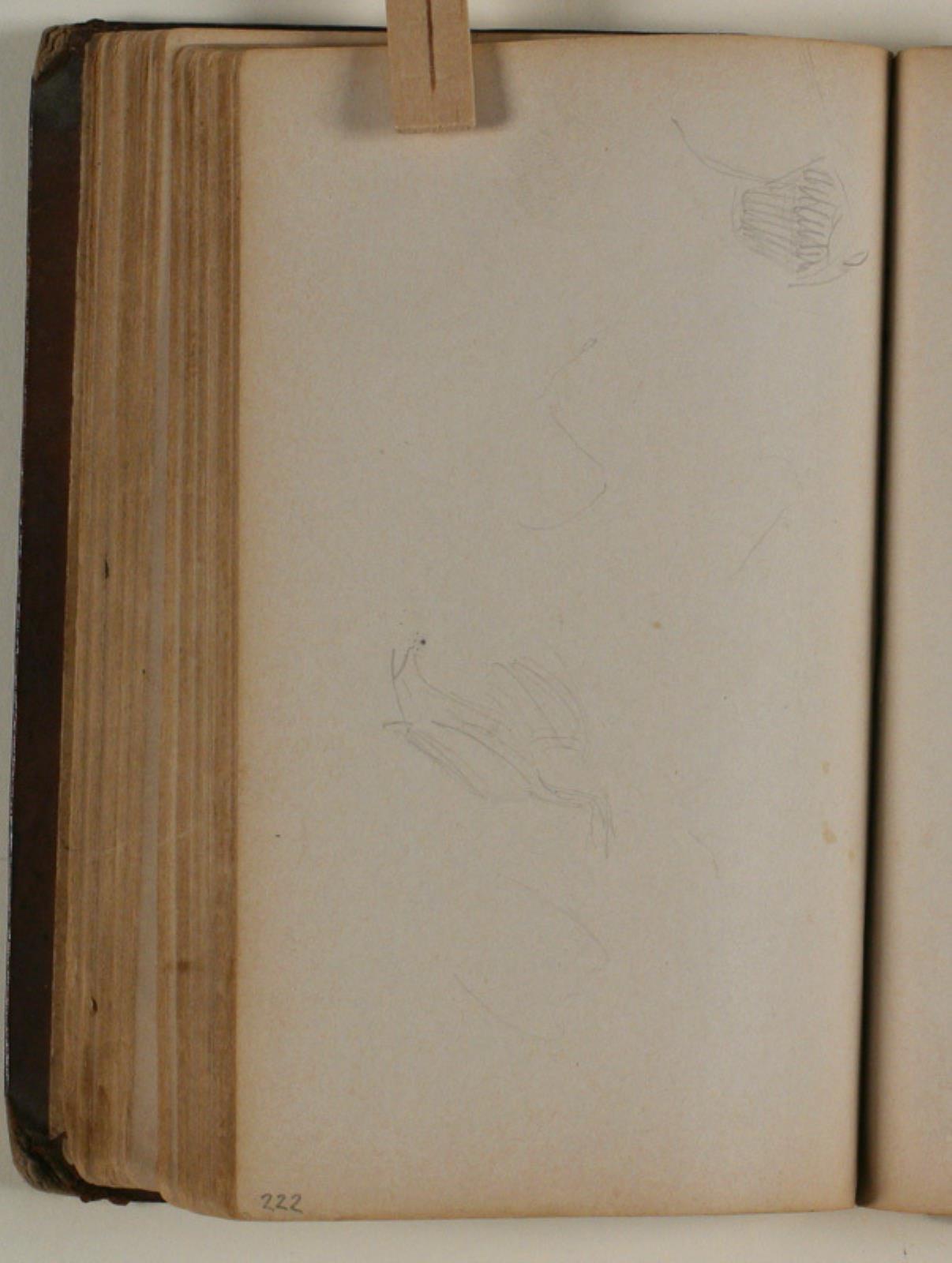 Niels Larsen Stevns, Studier af fugle