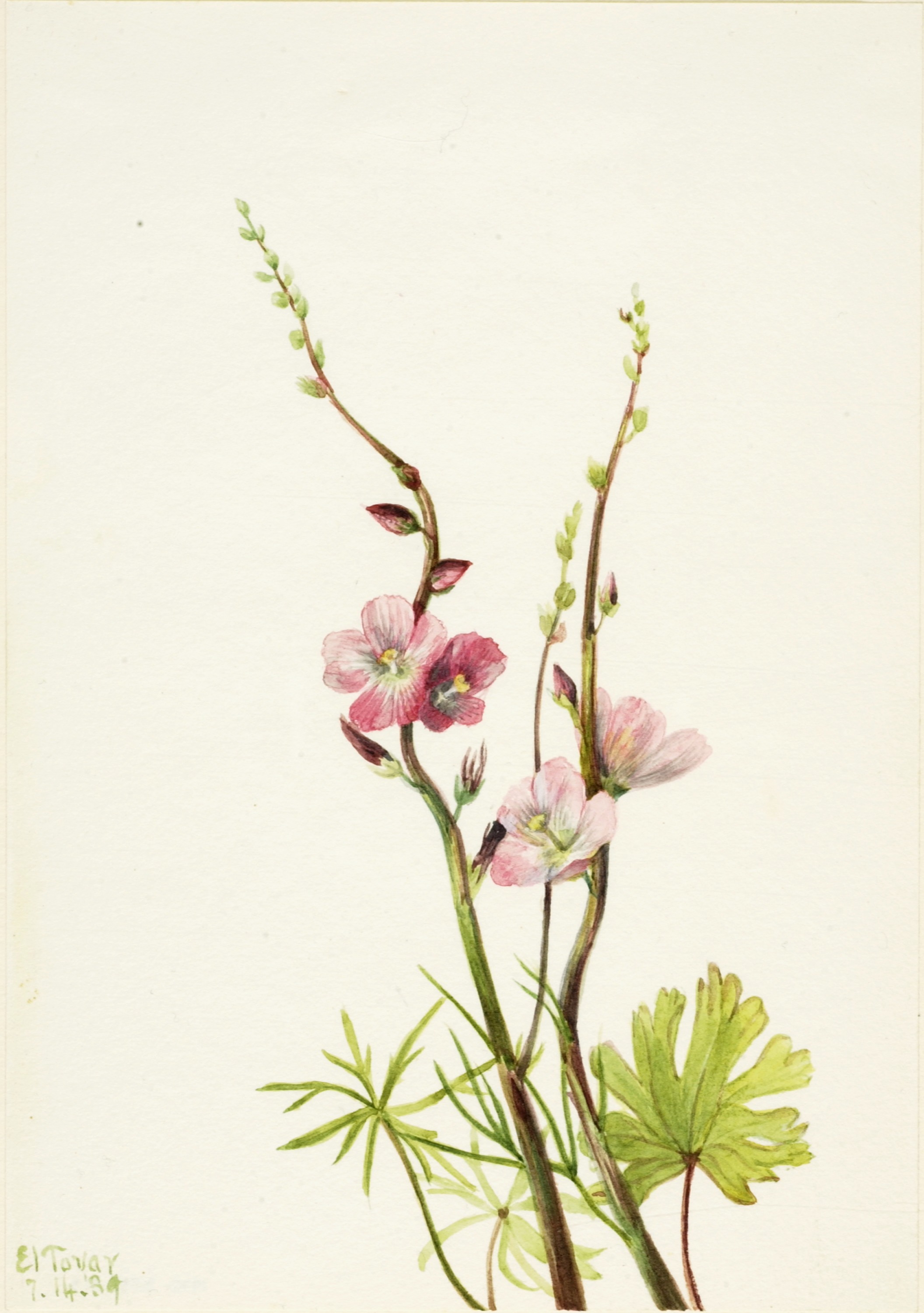 Mary Vaux Walcott, Untitled (Flower Study