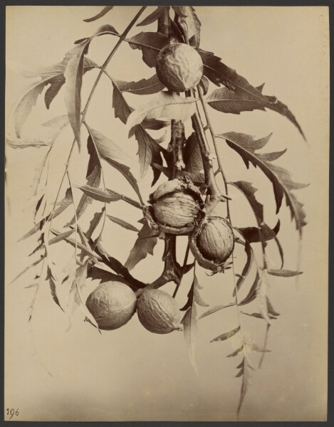 Unknown, [Study of plant with nuts]