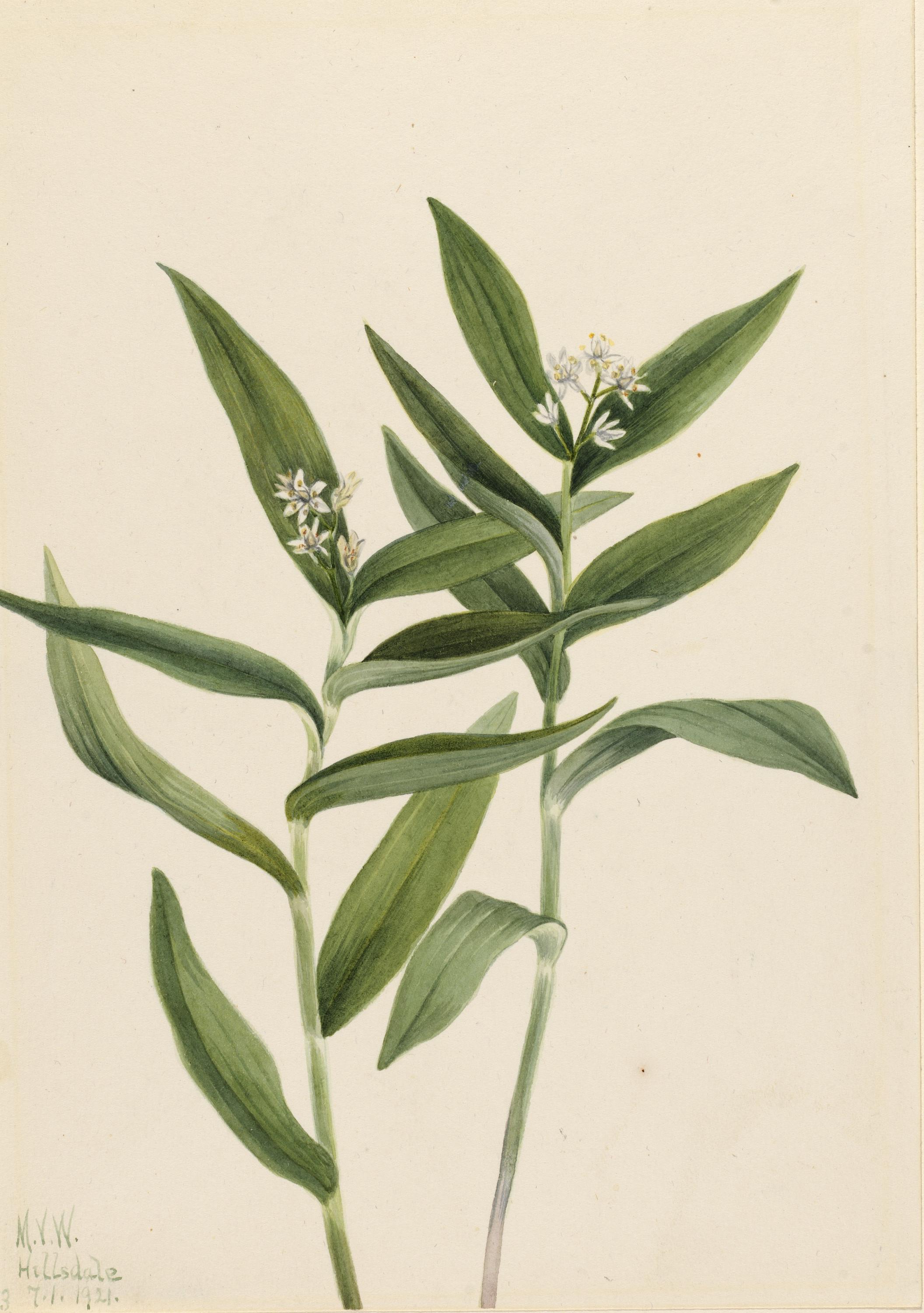 Mary Vaux Walcott, Star Solomonplume (Vagnera stellata)