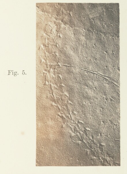 Unknown, Plate 41. Figure 5