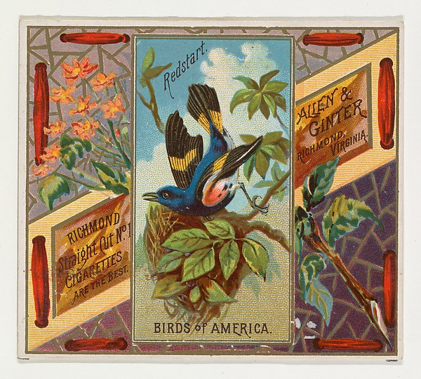 Allen & Ginter, Redstart, from the Birds of America series (N37) for Allen & Ginter Cigarettes