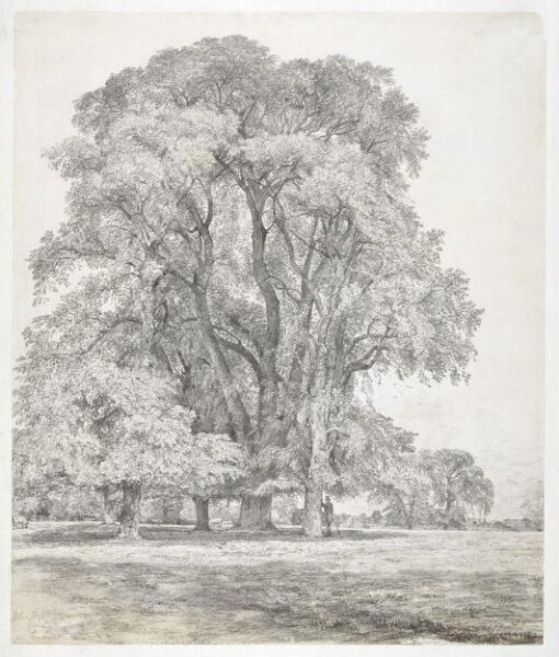 Constable, John (RA), Elm trees in Old Hall Park, East Bergholt